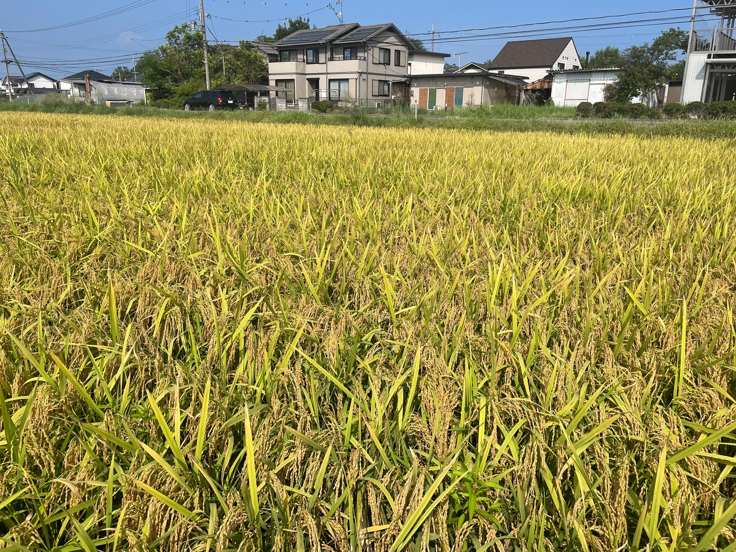 ゆみはりづき（彦根）