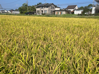 ゆみはりづき（彦根）